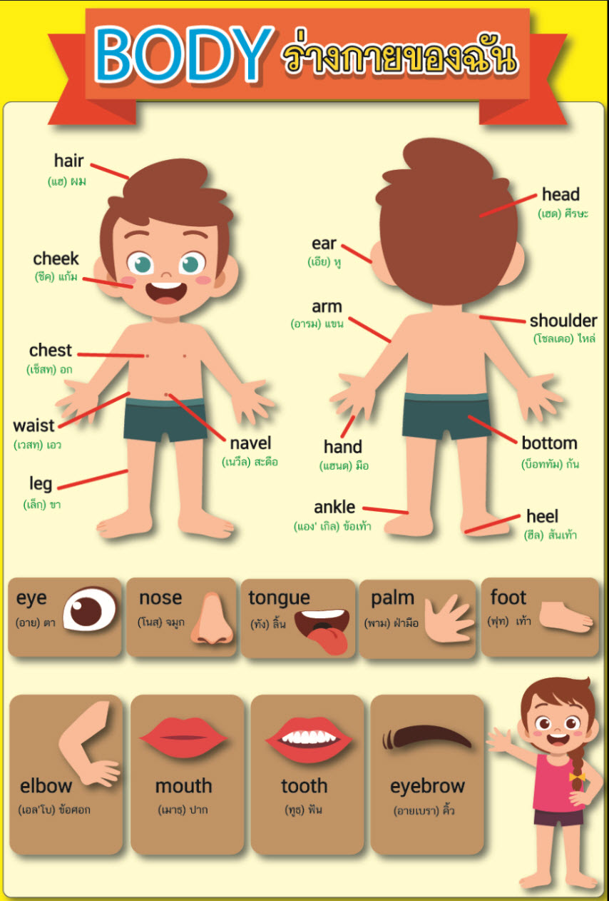 โปสเตอร์คำศัพท์ภาษาอังกฤษสำหรับเด็ก รวมคำศัพท์จำเป็นสำหรับหนูๆ